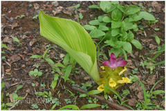 Curcuma pseudomontana
